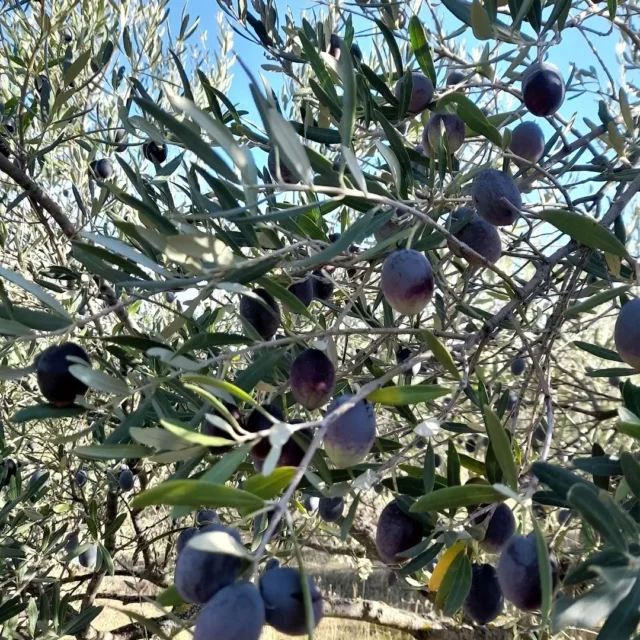 Ο Νοέμβριος τελείωσε με το μάζεμα της ελιάς. Ραντεβού στους ελαιώνες τον Φεβρουάριο για το κλάδεμα. 

Μουσική υπόκρουση του video από τις @pleiades_vocal_group 

Γιατί τραγουδώντας ακόμη και η δουλειά είναι γιορτή❤️

#olivetrees🌿 #oliveoil #olive #november🍁 #seasonalwork
